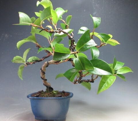 Amazon｜盆栽 ビナンカズラの盆栽【現品】（3191）｜観葉植物